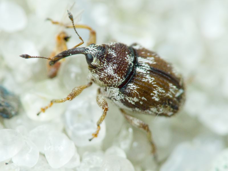 Trichosirocalus barnevillei (Grenier, 1866)